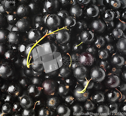 Image of black currant background