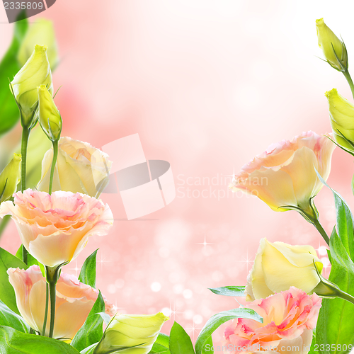 Image of Pink flowers eustoma. Collage.