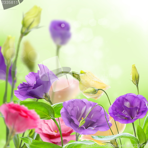 Image of Beautiful flowers eustoma.