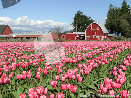Image of Tulips and Barn