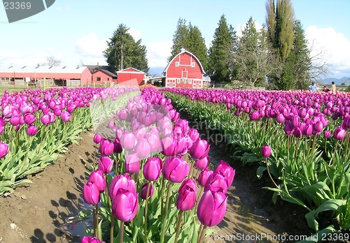 Image of Tulips and Barn