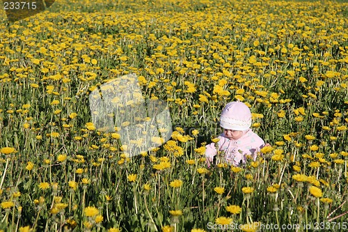 Image of baby siting at dandelions meadow