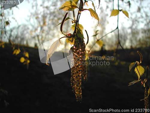 Image of Birch leaves