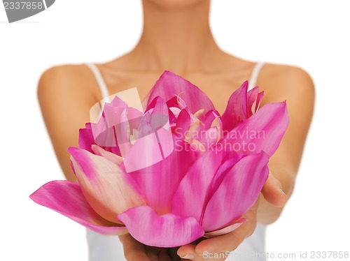 Image of woman hands holding lotus flower