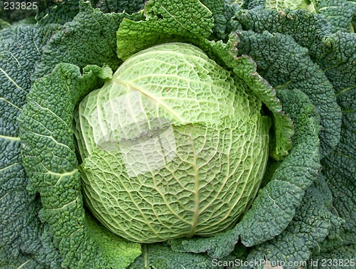 Image of Cabbage