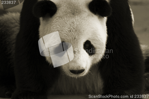 Image of Giant panda