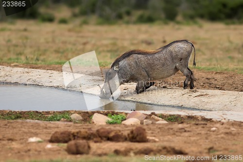 Image of drinking warthog