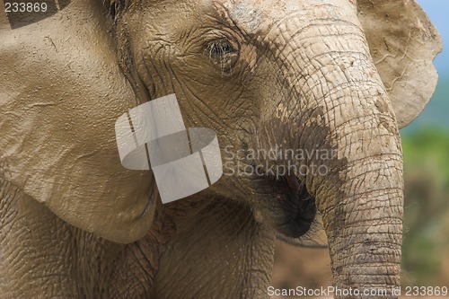 Image of ellie close up