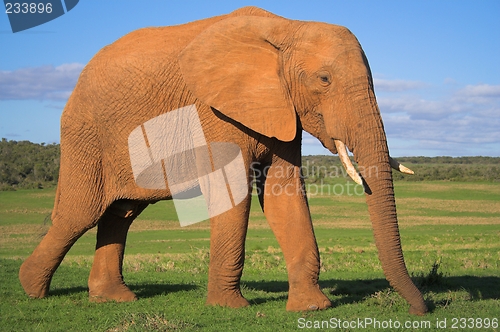 Image of ellie on the greens