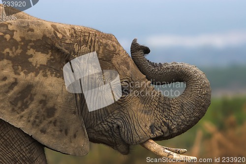 Image of smelly elephant