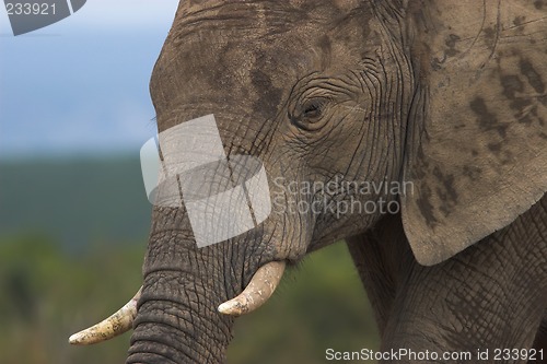 Image of tusks