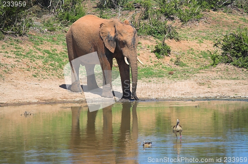 Image of elephant and duck