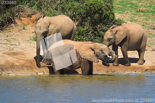 Image of elephants wading in water