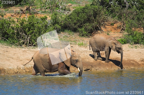 Image of elephants wading in water