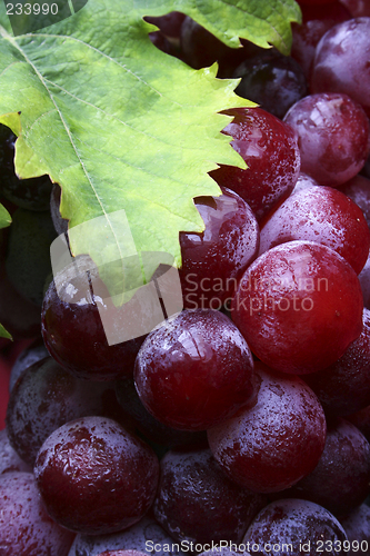 Image of Wine Grapes