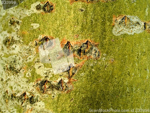 Image of Tree bark texture