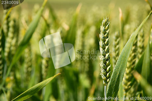 Image of Closeup of stalk of wheat in a field