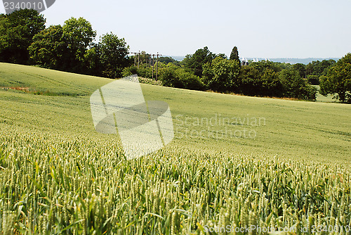 Image of Field of green wheat in Kent countryside