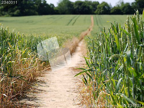 Image of Footpath leading through a field of wheat
