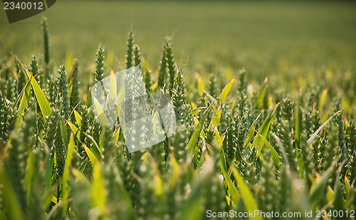 Image of Ears of wheat in summer sunlight