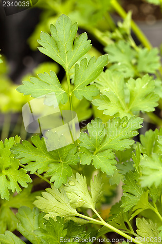 Image of Parsley Plant Macro