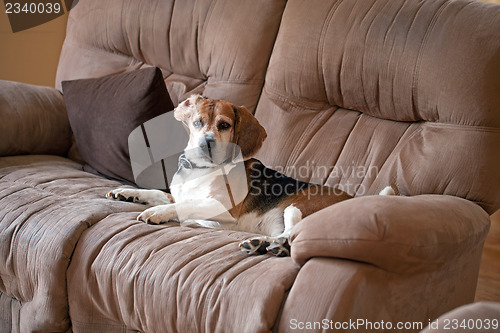 Image of Beagle Dog on the Couch