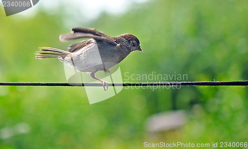 Image of sparrow