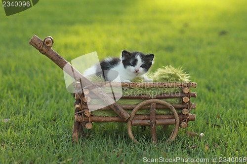 Image of Baby Kitten Outdoors in Grass