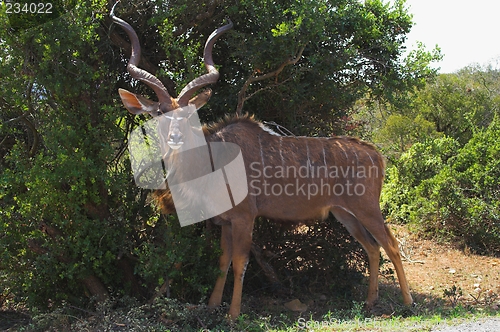 Image of hiding male kudu