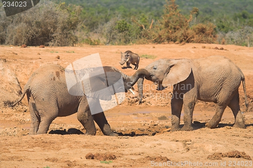 Image of elephants playing