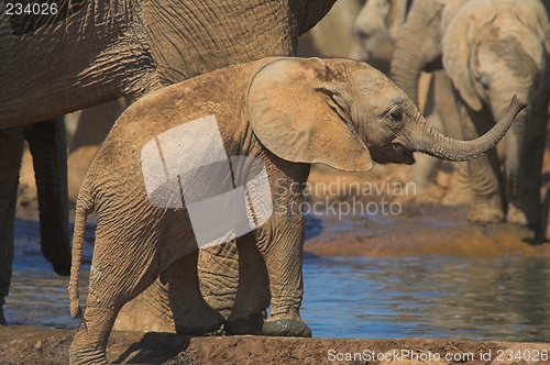 Image of baby elephant