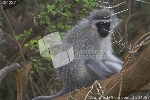 Image of lonely monkey