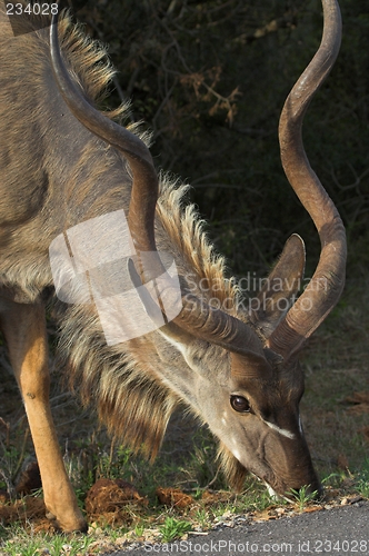 Image of kudu with big horn