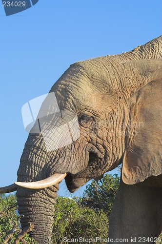 Image of elephant side profile