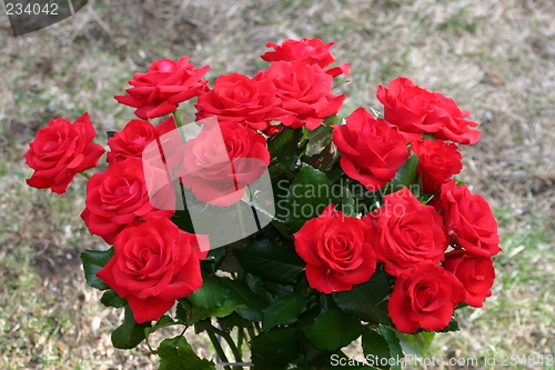 Image of red roses