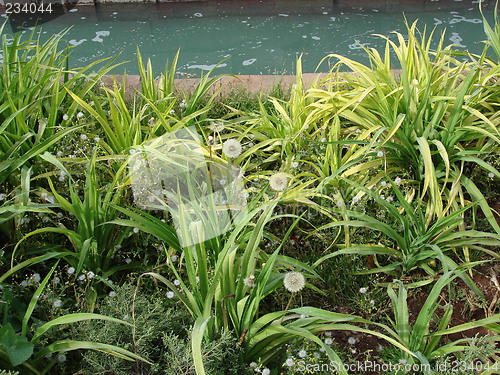 Image of Fountain and herbs