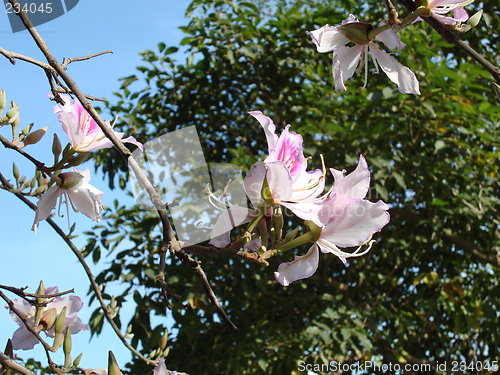Image of Light rose flowers