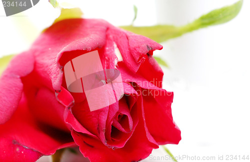 Image of Rose