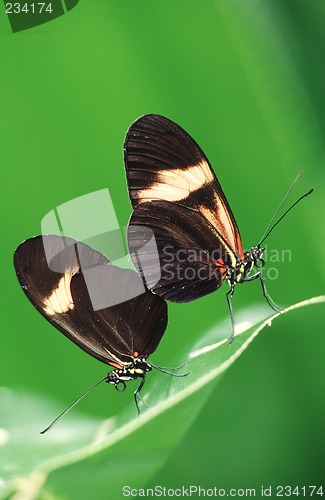 Image of Butterflies in love