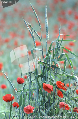 Image of Poppies early in the morning