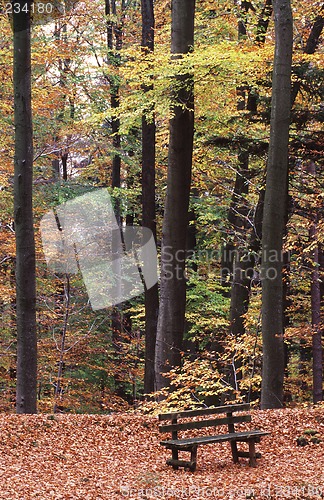 Image of Bench in the fall