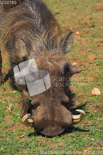 Image of hungry warthog