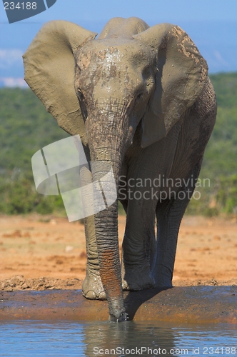 Image of African Elephant