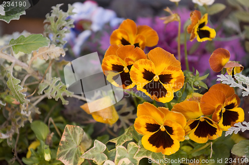 Image of Spring flowers