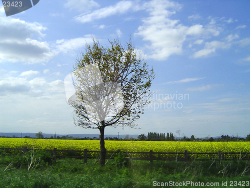 Image of Tree in a field