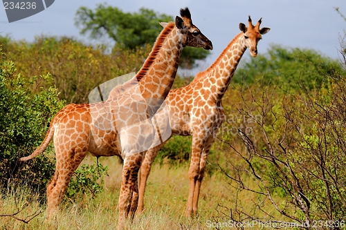 Image of giraffe pair