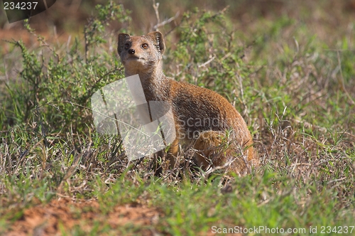 Image of mongoose