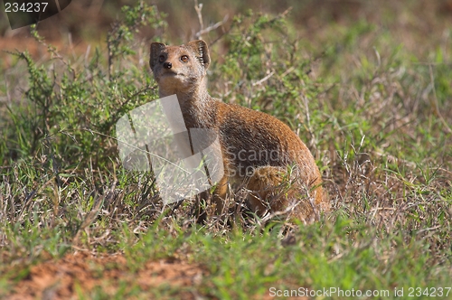 Image of mongoose