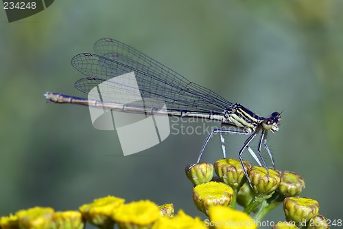 Image of Dragonfly