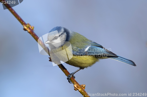 Image of Blue tit